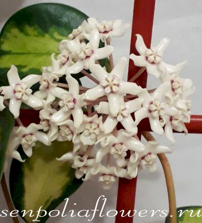 Hoya Australis Lisa